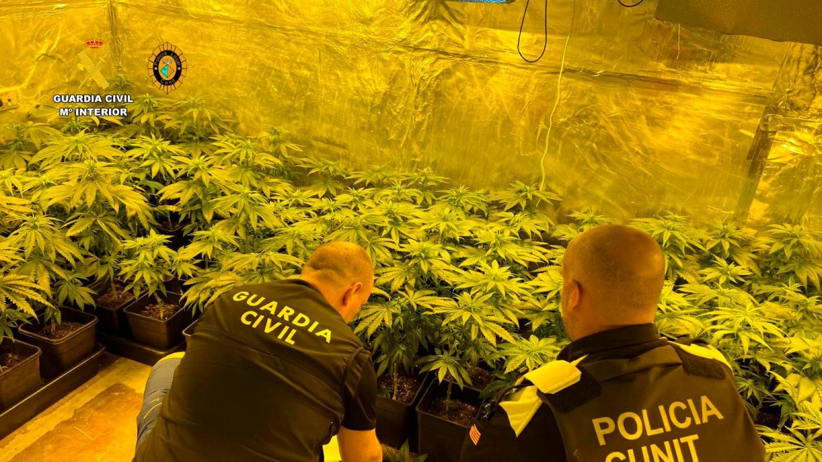 Dos agentes junto a las plantas de marihuana.