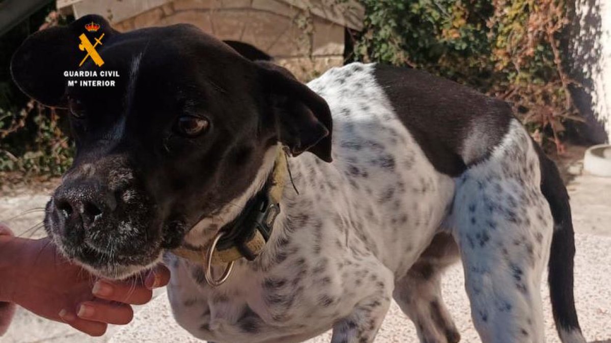 La guardia Civil investiga varios casos de presunto maltrato animal en Tarragona