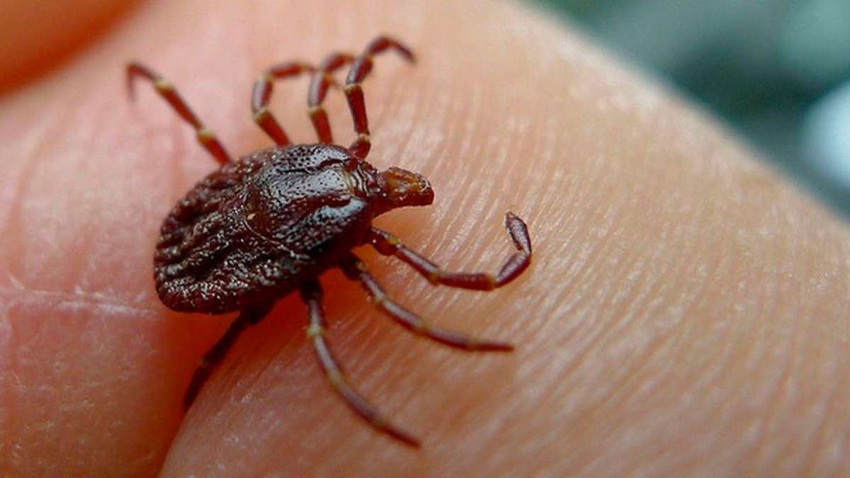 Una peligrosa garrapata llega al Baix Penedès