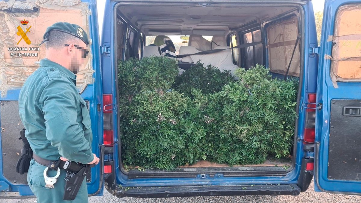 El lentisco confiscado por la Benemérita.