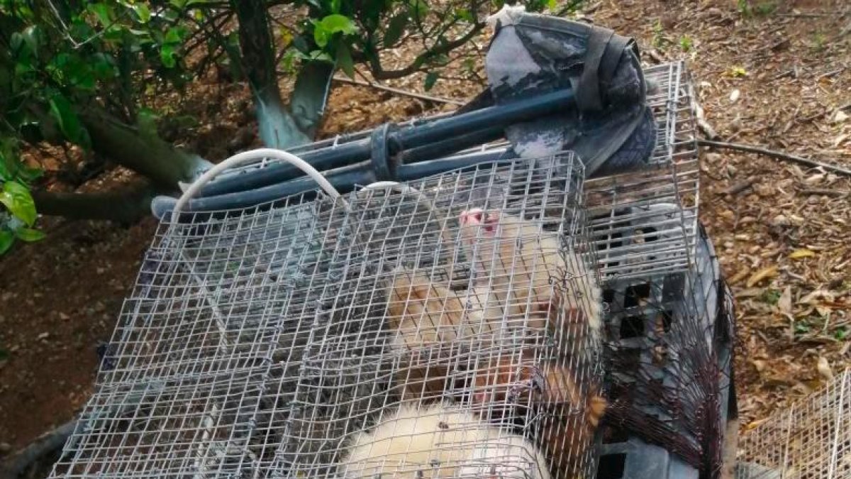 Hurones que utilizaban los cazadores.