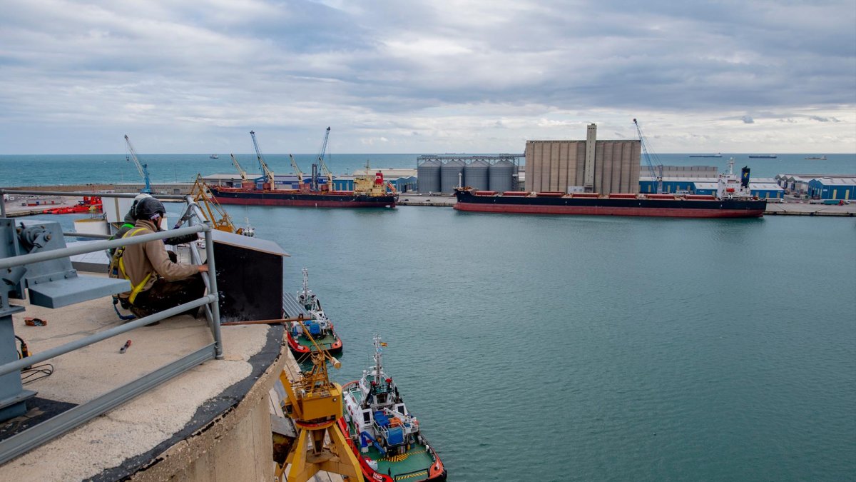 El muntatge del niu.