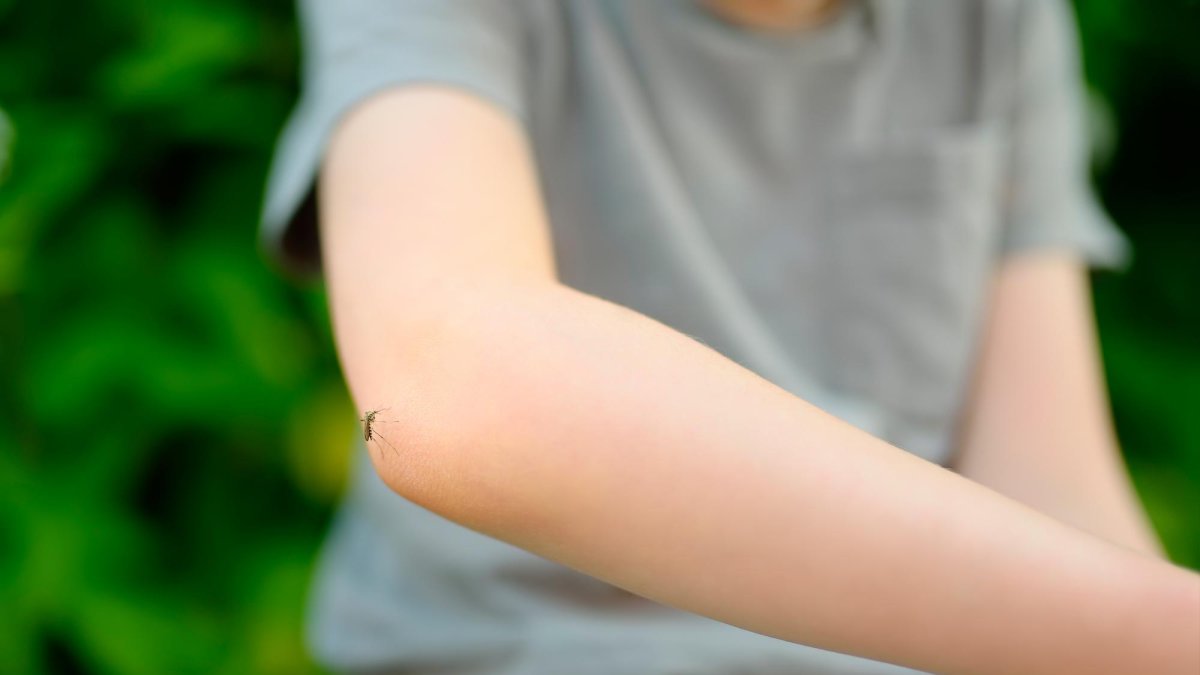 El dengue se transmite por la picadura del mosquito tigre.