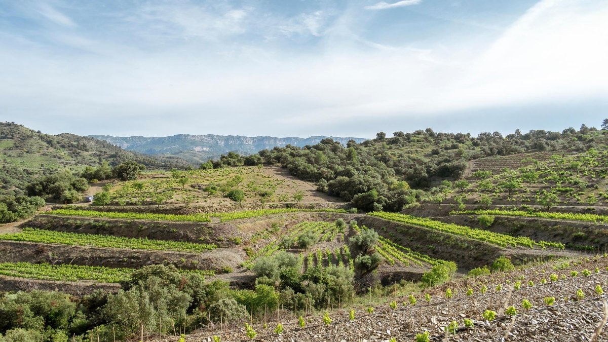El ‘espai test’ agrícola se hará en Falset, y la ganadería estará en Cabacés.