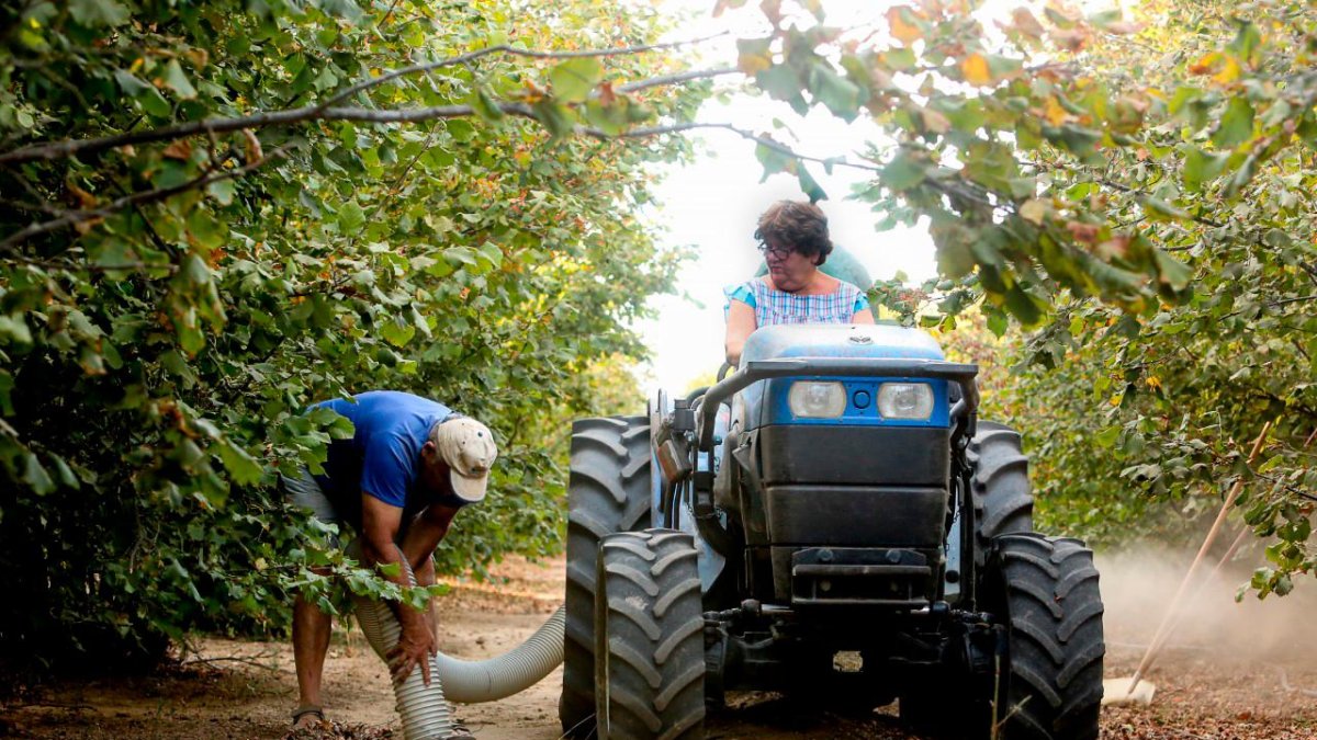 Ja ha començat la collita de les varietats d’avellana més primerenques.