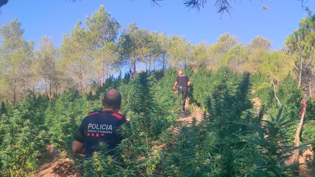 Los agentes en la zona de la plantación.