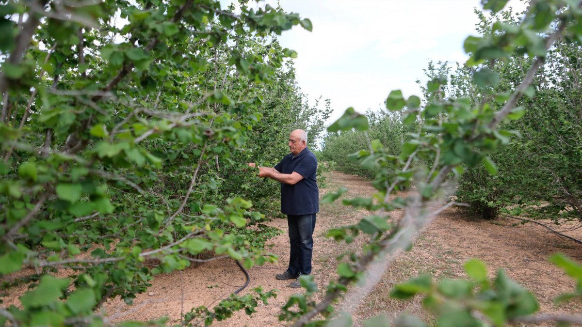 Los avellanos que dependen exclusivamente del pantano de Riudecanyes están en peligro.