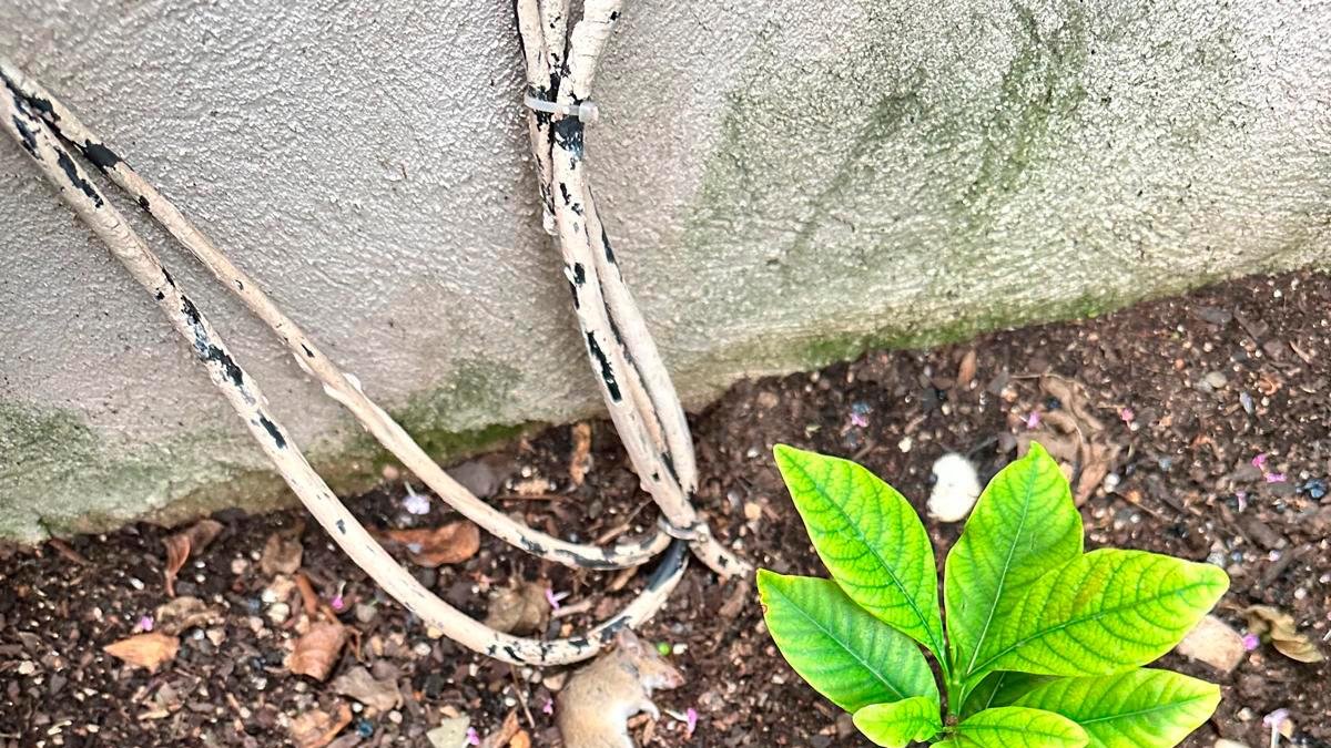 Una rata muerta en el patio de una casa de Mas Abelló.