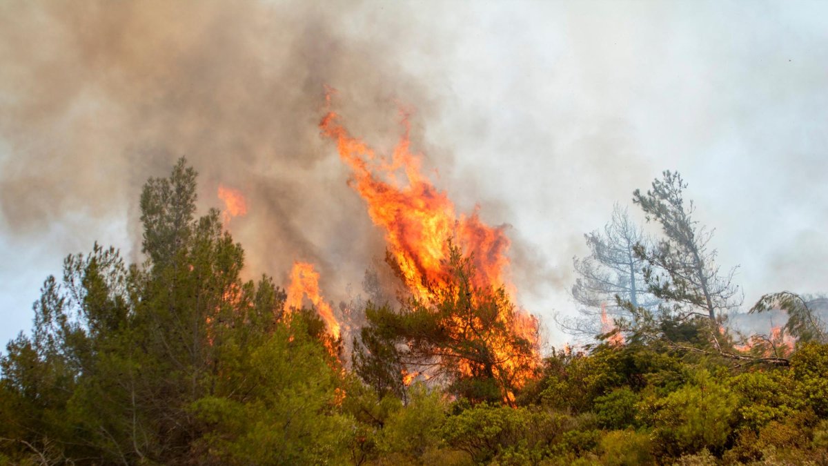 Un incendio forestal.