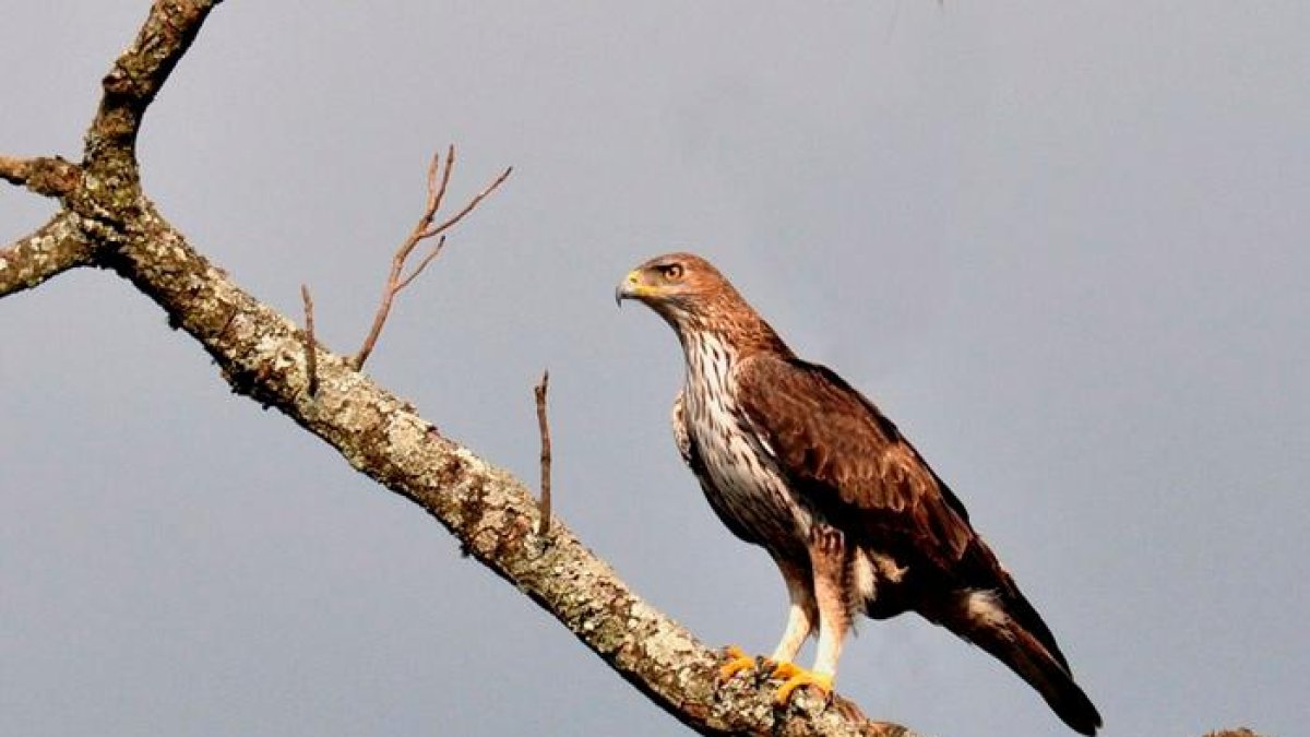 Àguila cuabarrada.