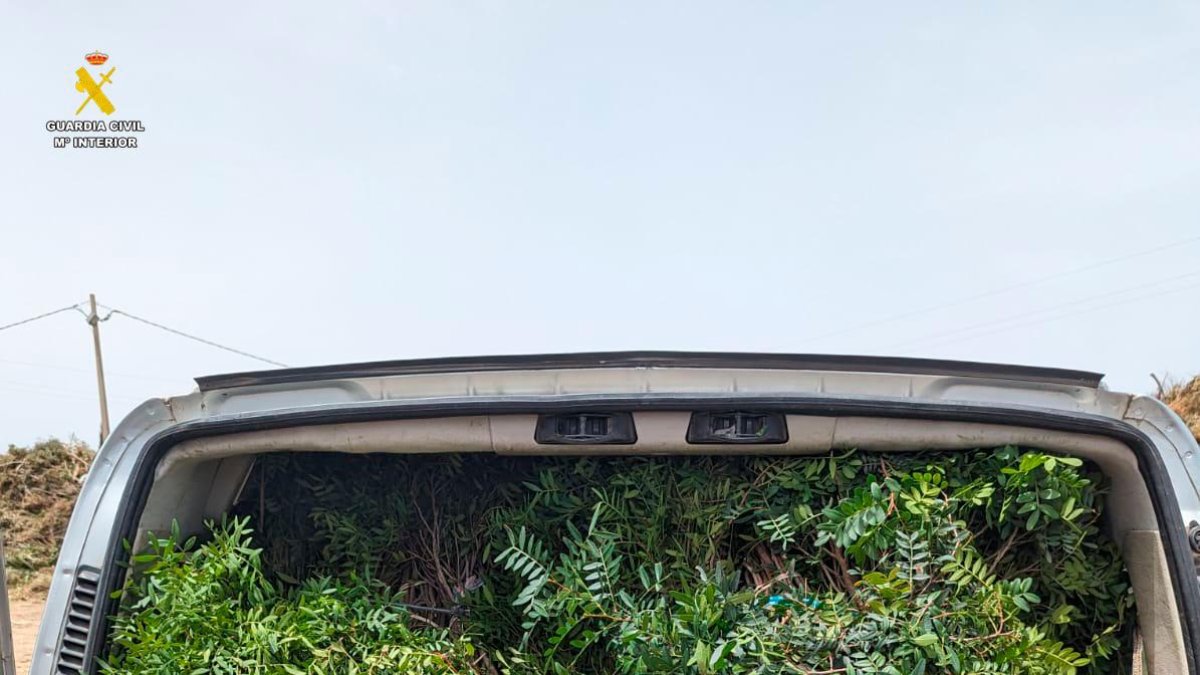 La furgoneta con el lentisco en la parte trasera.