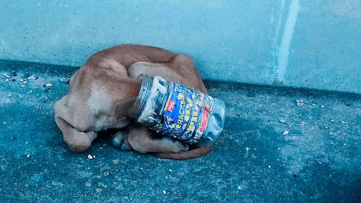 Uno de los perros tenía la cabeza atrapada en un cubo al intentar buscar comida.