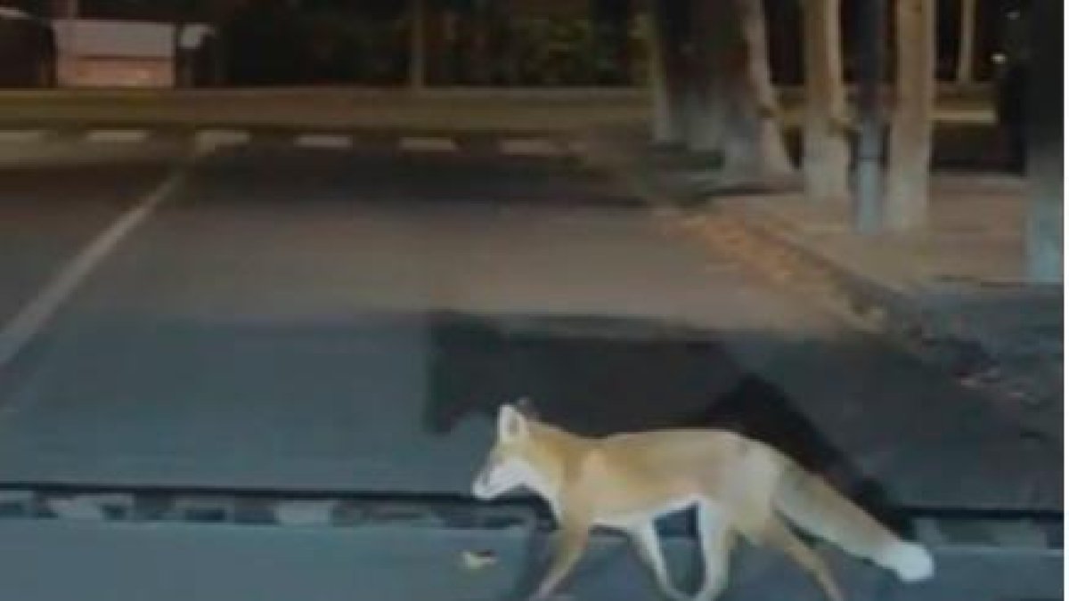 Un zorro en una calle de L’Arboç.