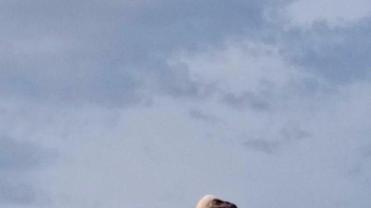 El ejemplar en el tejado de una construcción en el