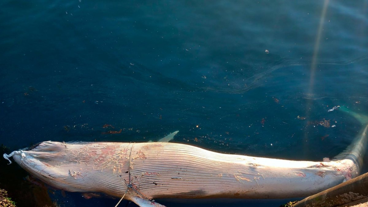 Imagen de la ballena muerta aparecida en Vigo.