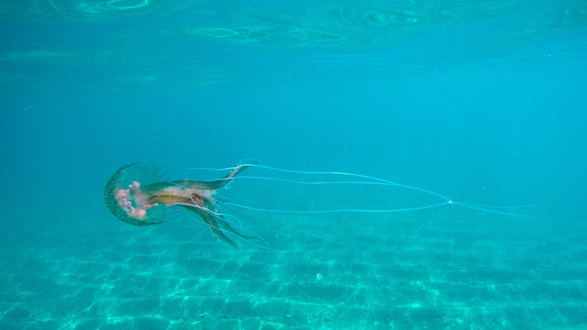 La medusa carabela portuguesa produce un dolor muy intenso en las personas.