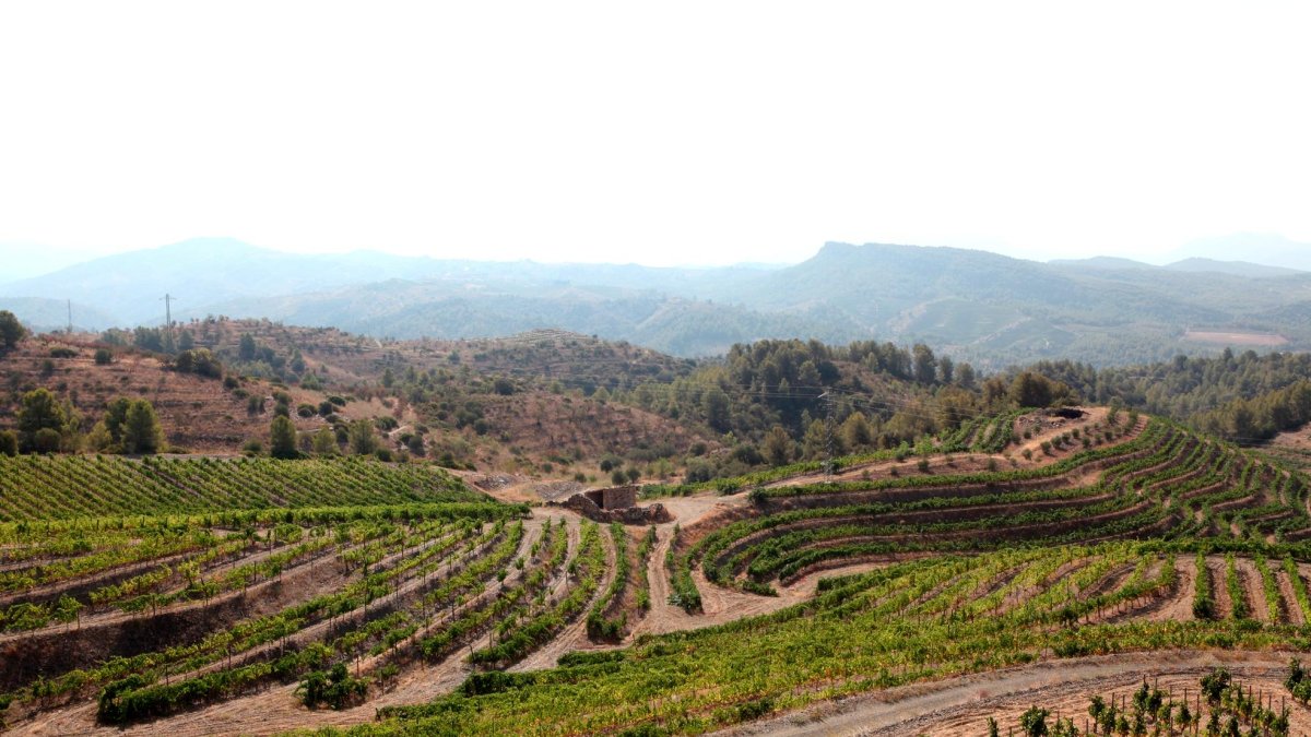 Catalunya, referente internacional en viña ecológica tras triplicar su superficie en 10 años