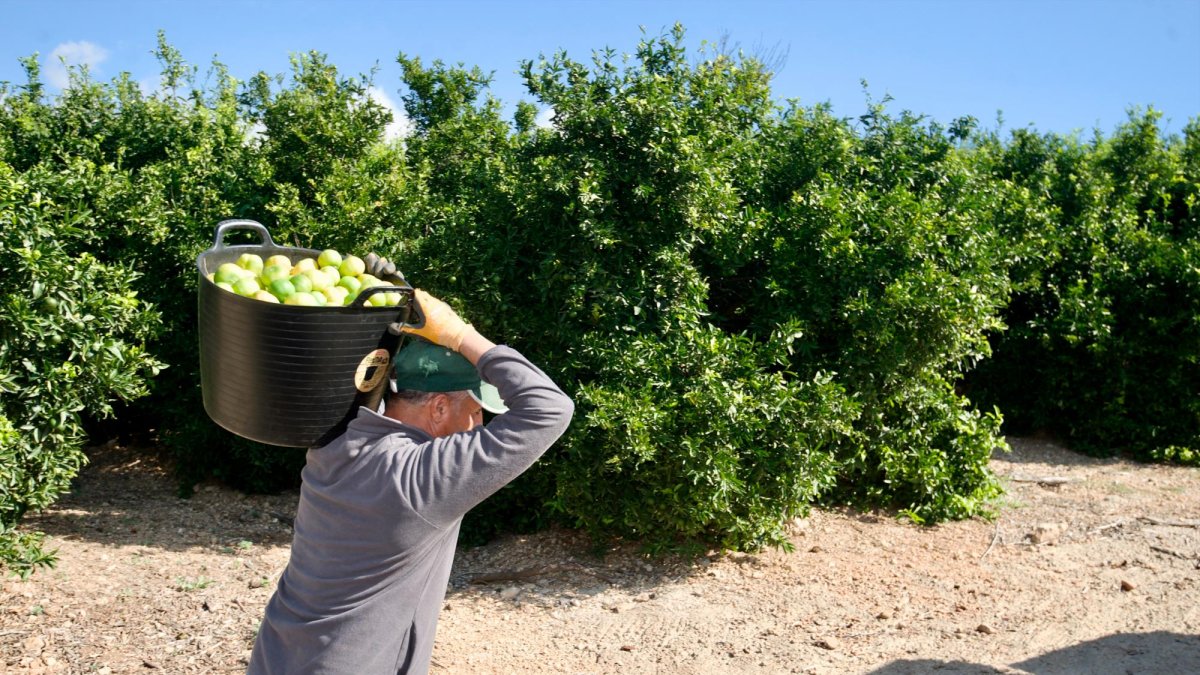 Recol·leció de mandarines.