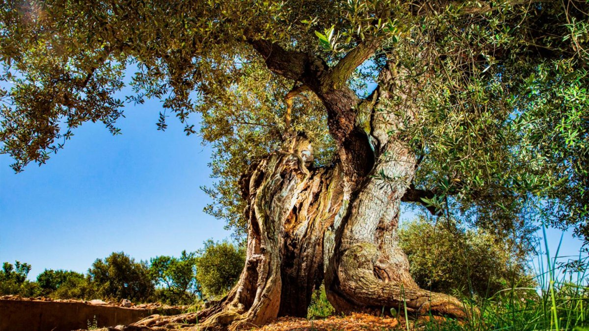 Descubre el árbol más viejo de España en Tarragona: más de 1.700 años de historia en sus raíces