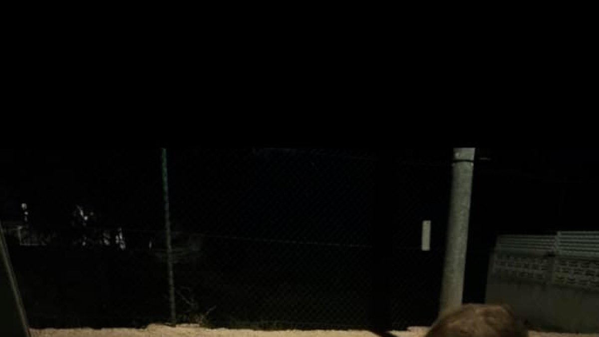 Hace meses que los jabalíes corretean por Costa Cunit.