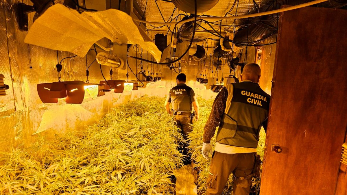Agentes de la Guardia Civil de Tarragona intervienen una plantación de marihuana en un inmueble.