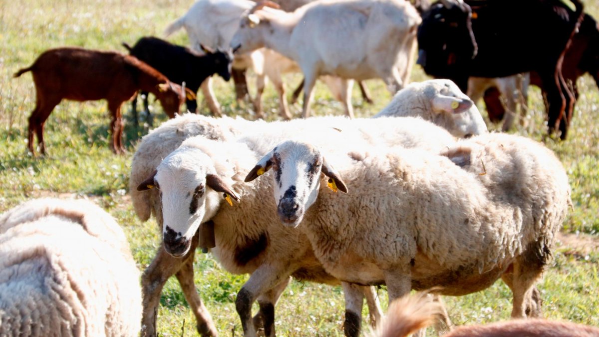 Imagen de dos ovejas pastando.