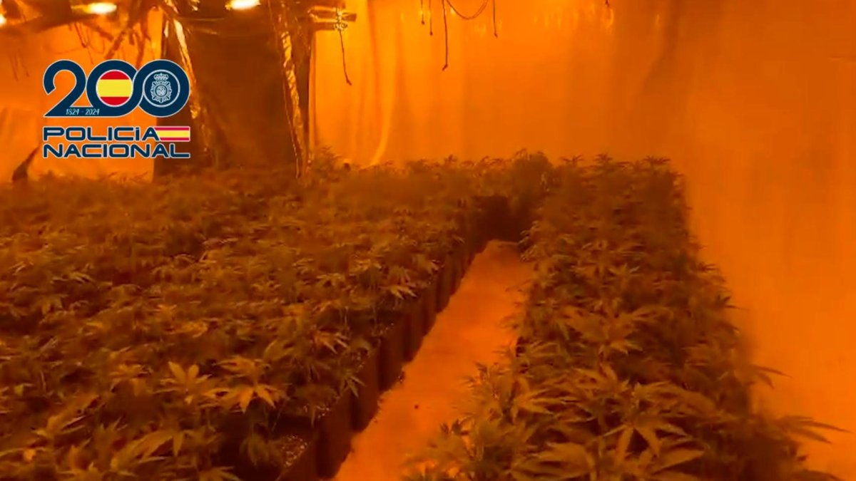 Imagen de una de las plantaciones desmanteladas.