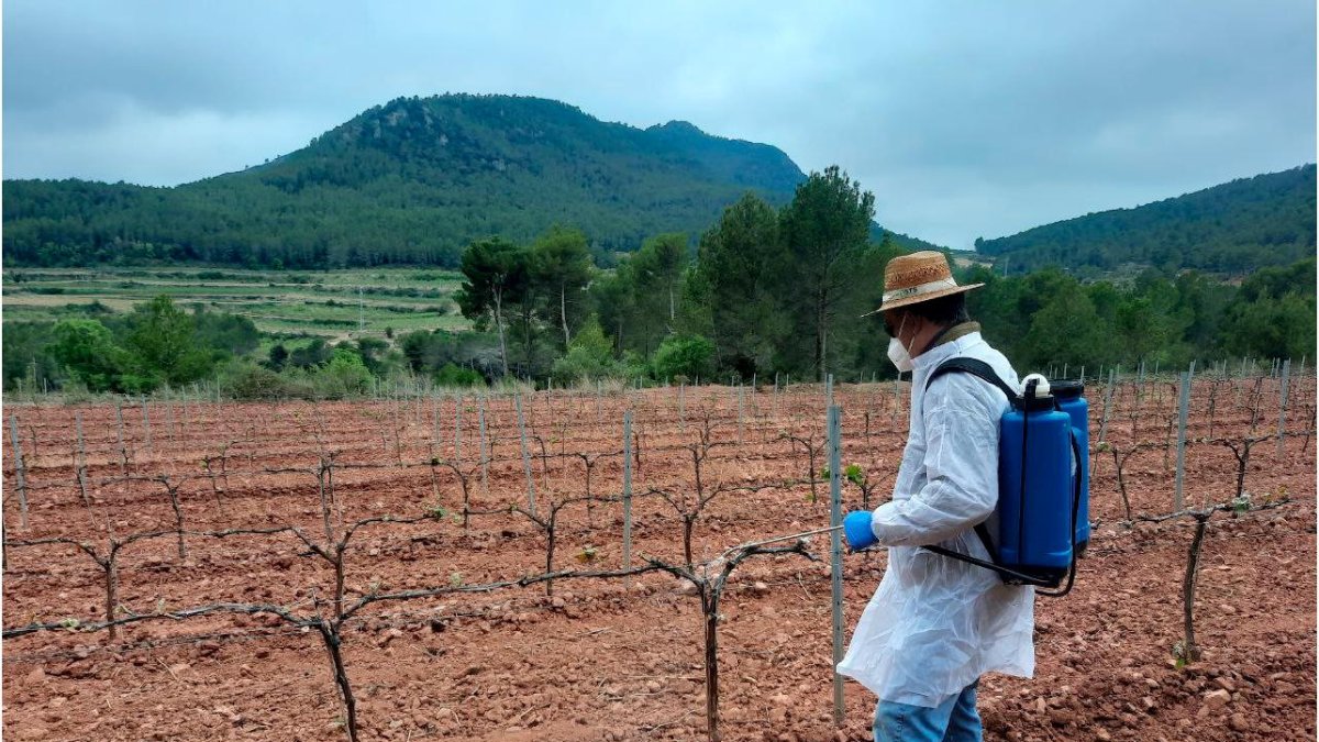 Un operari aplica un producte per protegir la vinya dels cabirols en una finca del Baix Penedès.