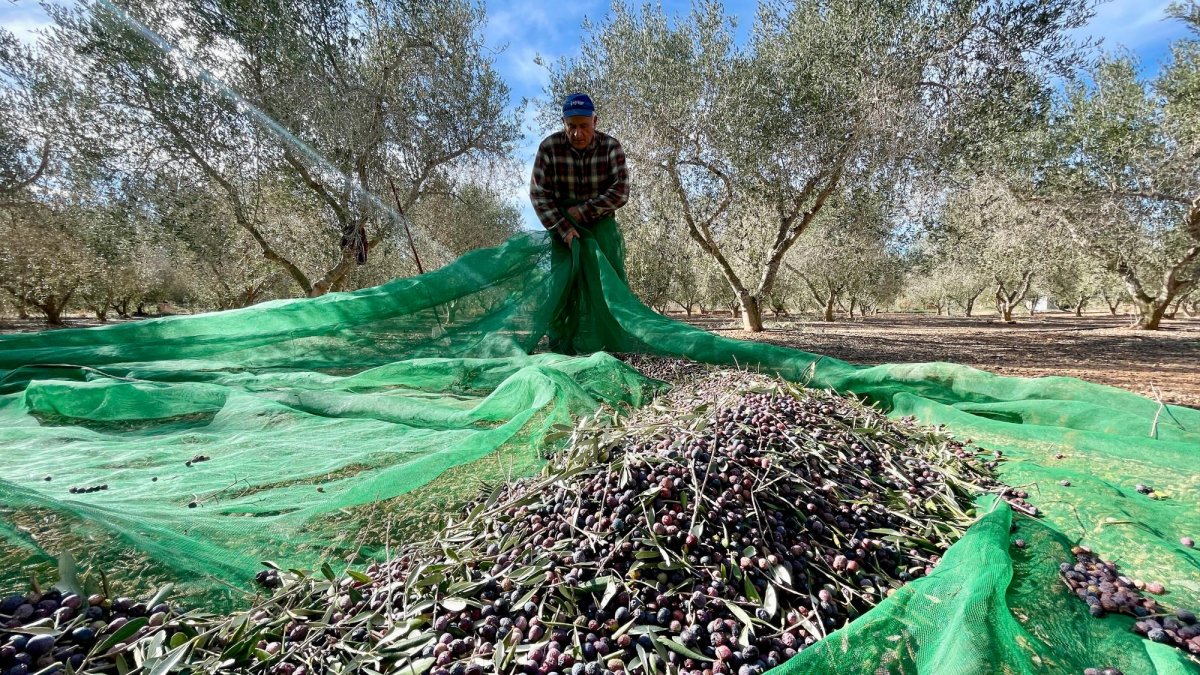 Un payés, trabajando en su finca ubicada en el término municipal de Riudoms.