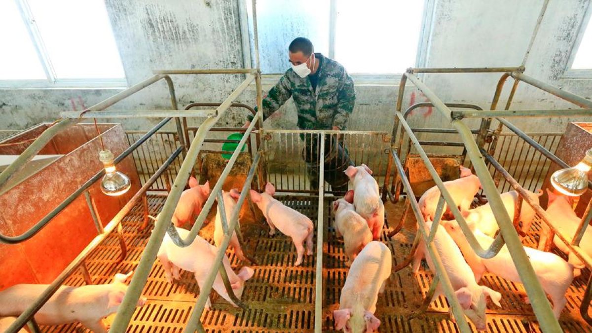 El paciente se ha recuperado completamente y hasta la fecha no se han detectado nuevos casos.