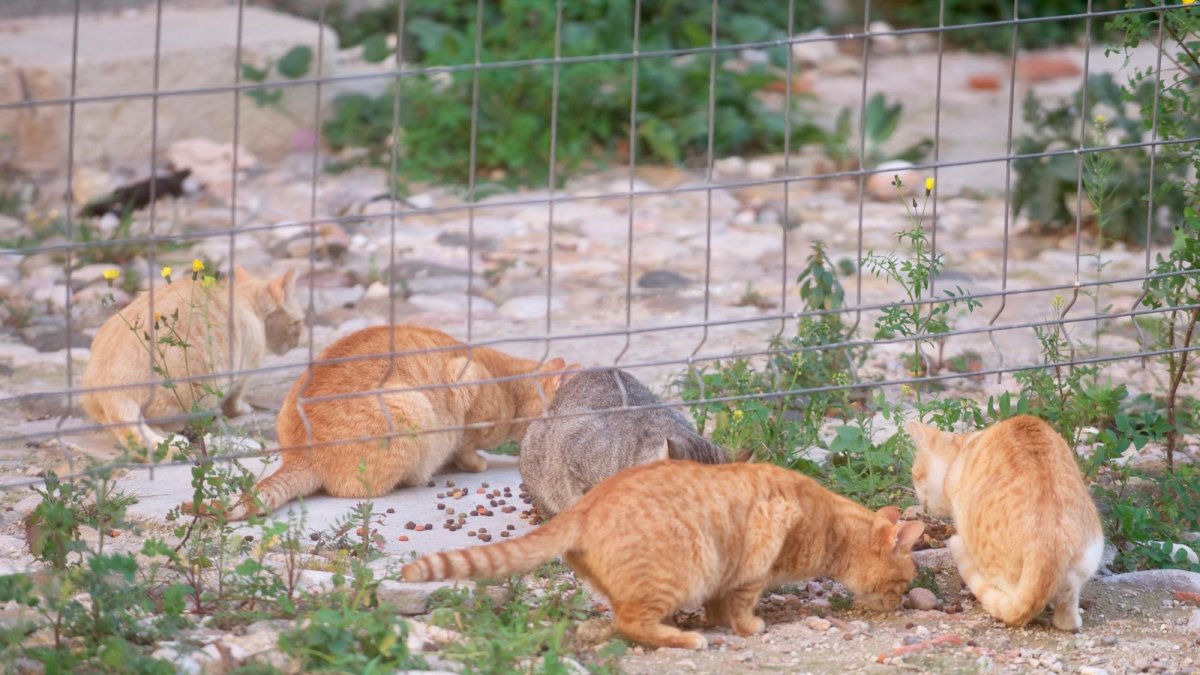 Actualment, a Tortosa hi ha 24 colònies de gats.