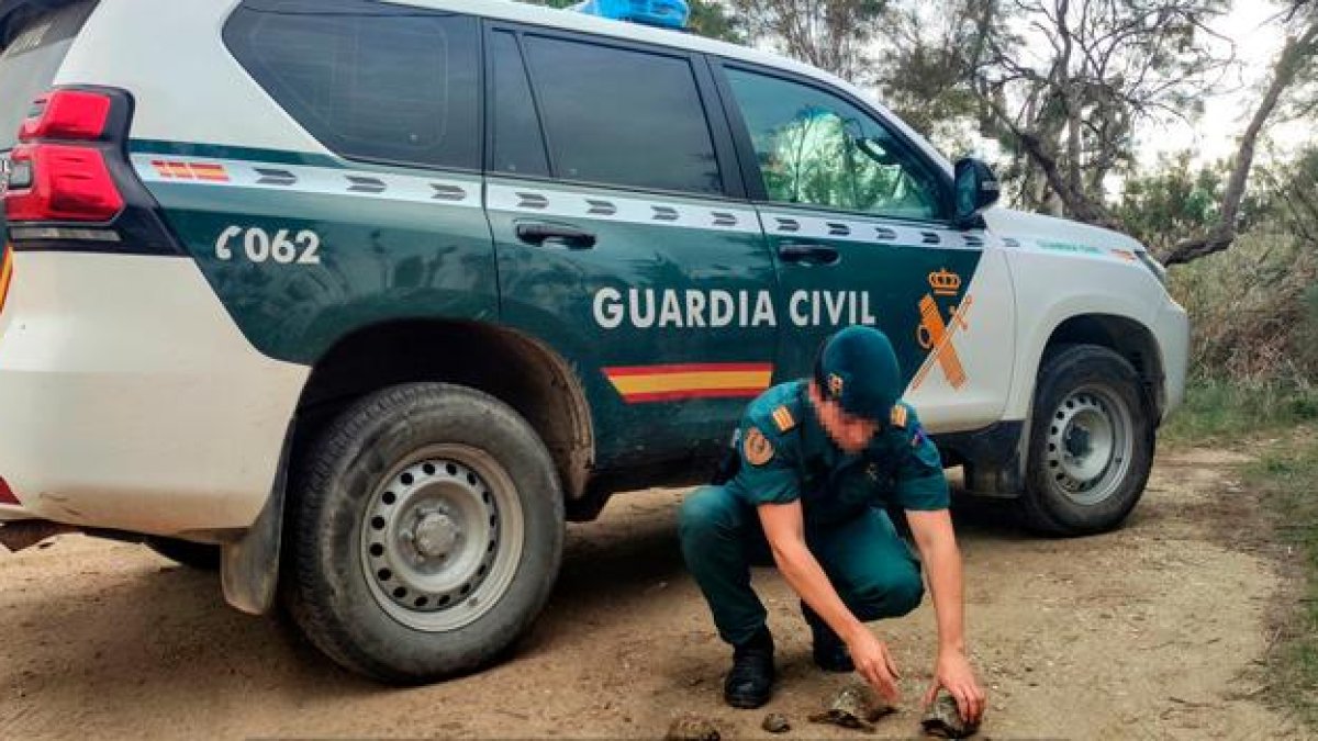 Un agente del Seprona con ejemplares de tortugas de una especie invasora.