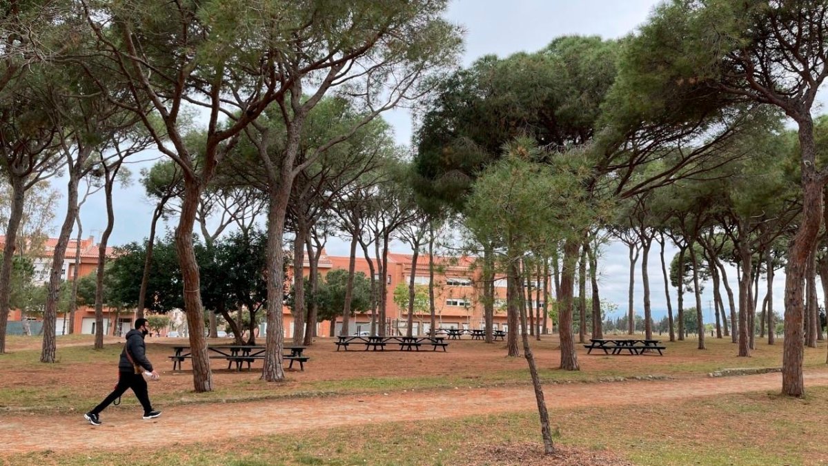 Un joven pasea por la zona del pinar del Parc del Pinaret.