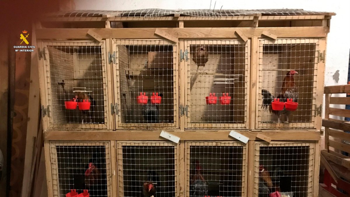 Encuentran 12 gallos con mutilaciones en una nave de Constantí