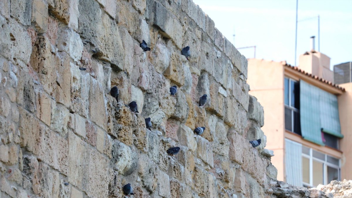 La situación de las palomas en Tarragona es grave. En los últimos cuatro años, se han capturado un total de 28.850 ejemplares.