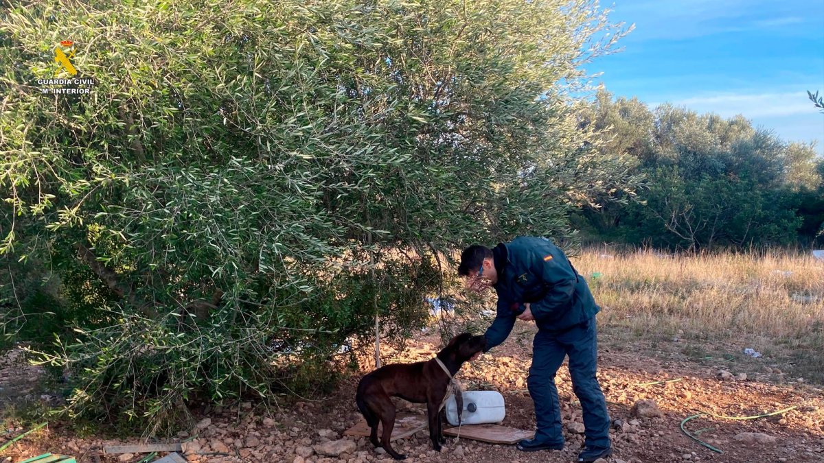 El perro rescatado por el Seprona de la Guardia Civil.
