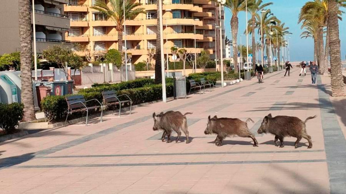 Jabalíes en el paseo marítimo de Cunit.