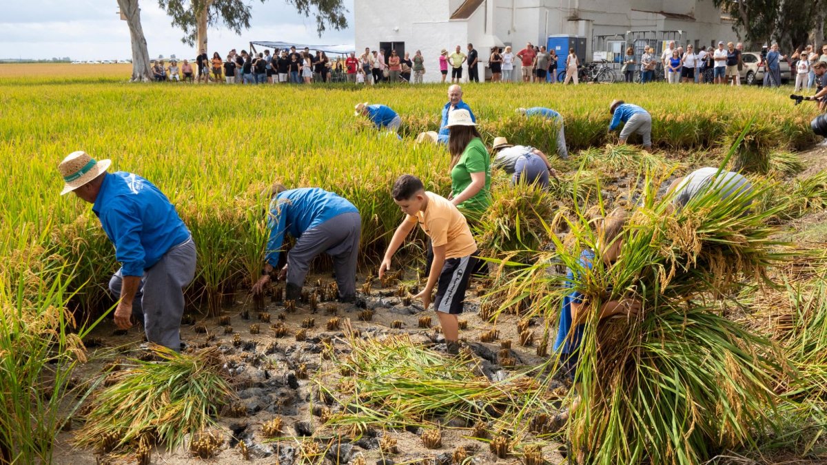 Durant la jornada es porten a terme els treballs manuals de la sega com es feia tradicionalment.