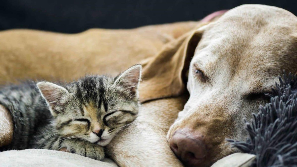 Un gato y un perro durmiendo, en una imagen de archivo.
