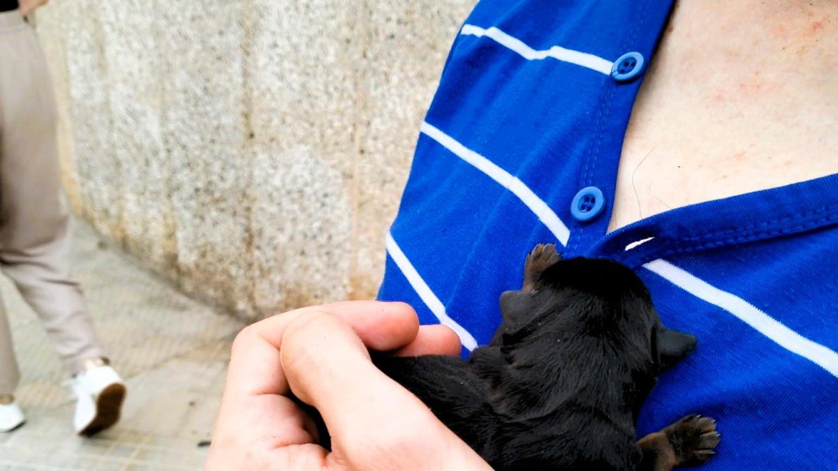 Uno de los cachorros encontrados en un contenedor de la localidad.