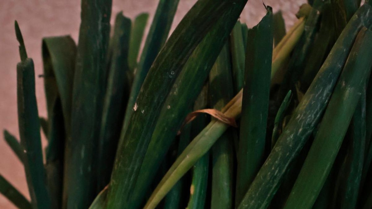 La IGP vol superar els 18,5 milions de calçots certificats.