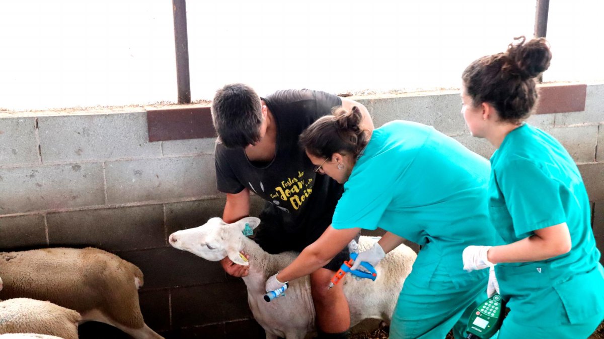 Vacunación en una explotación de Prats de Lluçanès.