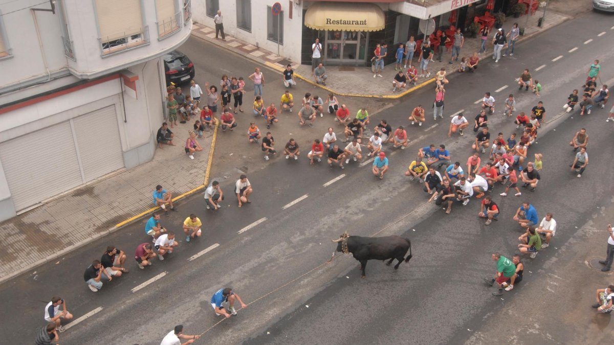 Un bou capllaçat pels carrers de l’Aldea.