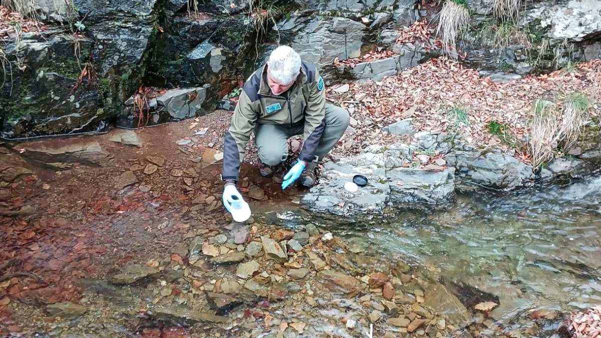 Liberación de los tritones del Montseny.