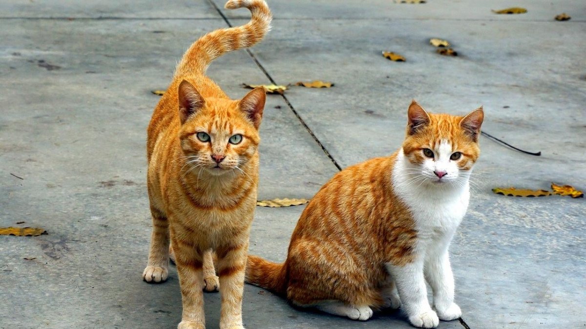 Torredembarra reafirma su compromiso con el bienestar de sus gatos callejeros.