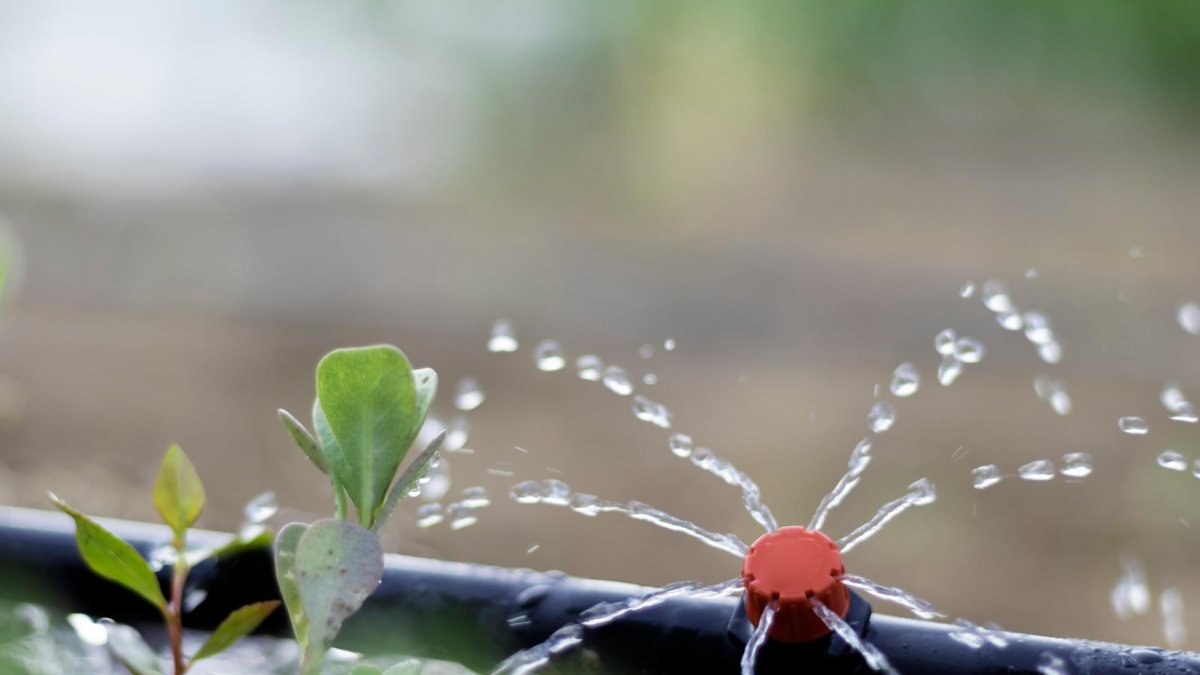 Agricultura regenerativa