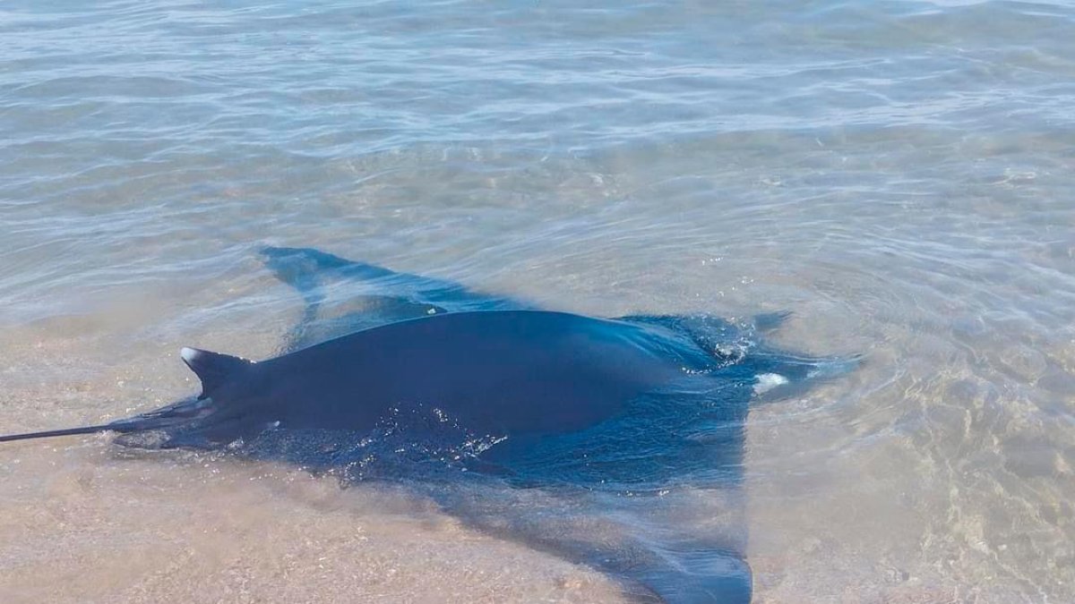 VÍDEO: El nacimiento de una mantarraya en la playa de Calafell