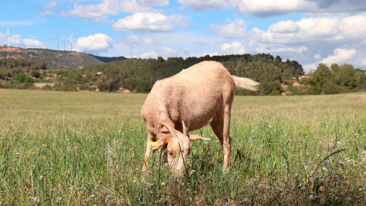 Una cabra pasturant per una finca de Solivella.