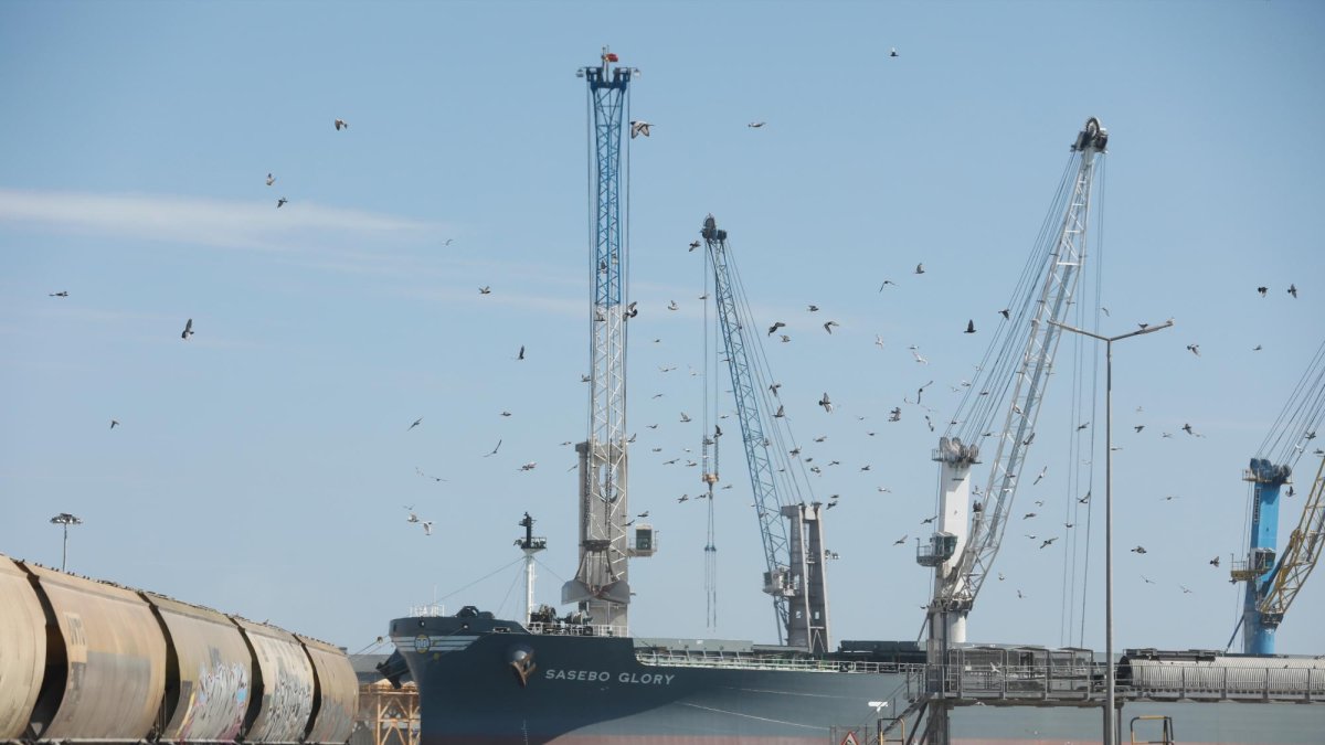 Las instalaciones del Port de Tarragona están llenas de palomas durante todo el día.