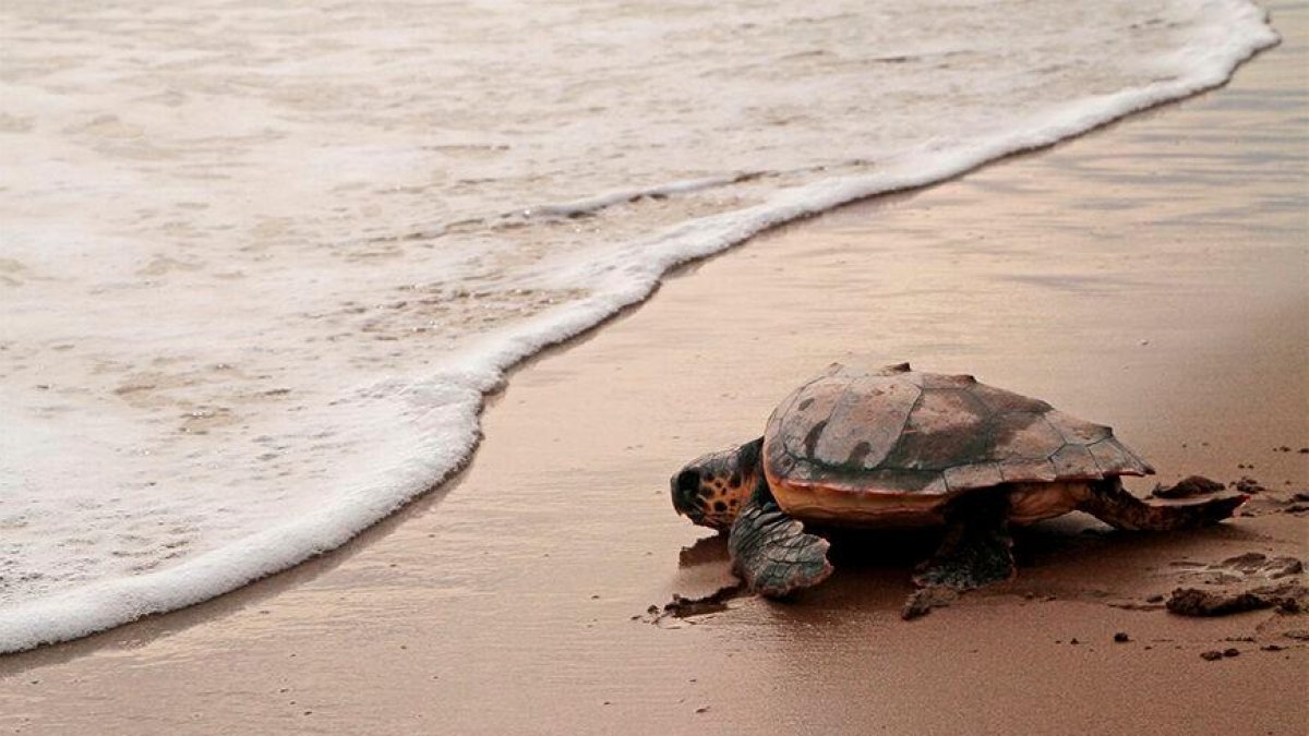 Una tortuga marina liberada al mar por el CRAM.